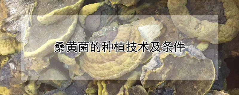 桑黃菌的種植技術及條件