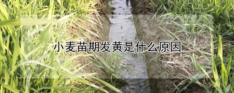 小麥苗期發黃是什麼原因