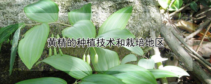 黃精的種植技術和栽培地區