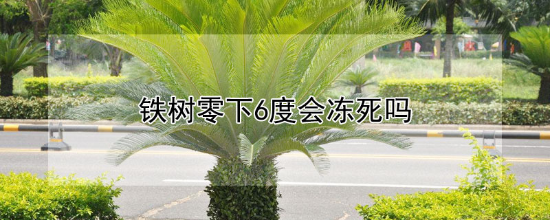 鐵樹零下6度會凍死嗎