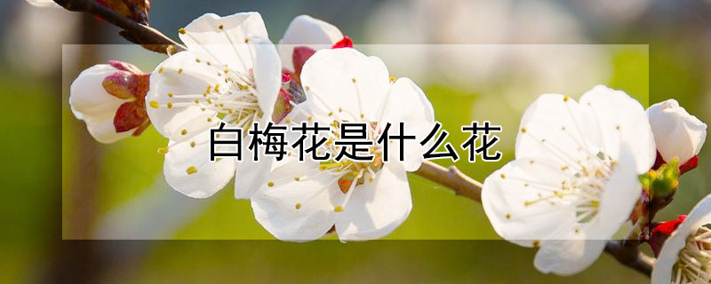 白梅花是什麼花