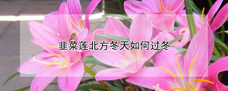 韭菜蓮北方冬天如何過冬