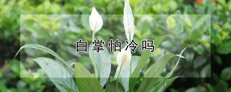 白掌怕冷嗎