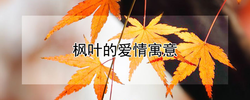 楓葉的愛情寓意