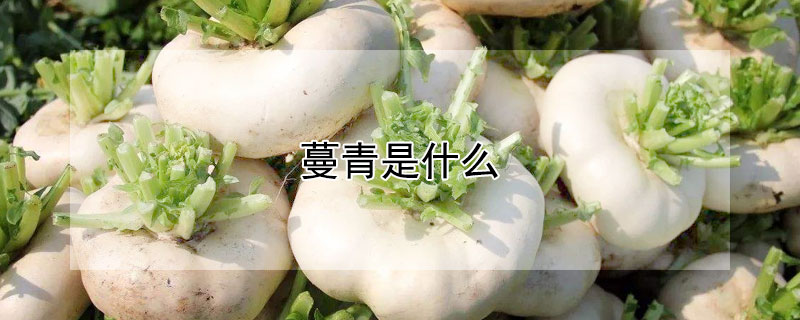 蔓青是什麼