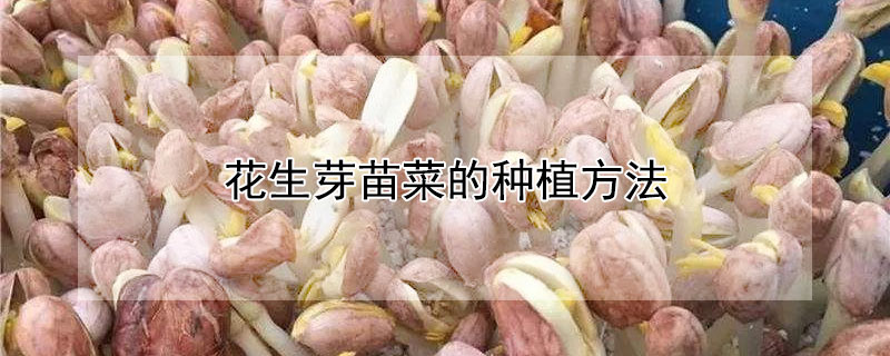 花生芽苗菜的種植方法