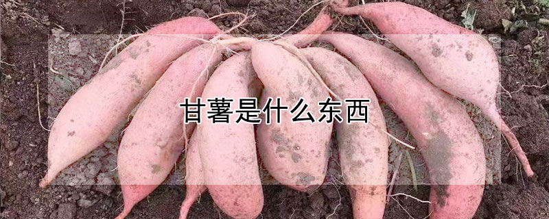 甘薯是什麼東西