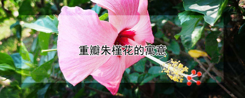 重瓣朱槿花的寓意