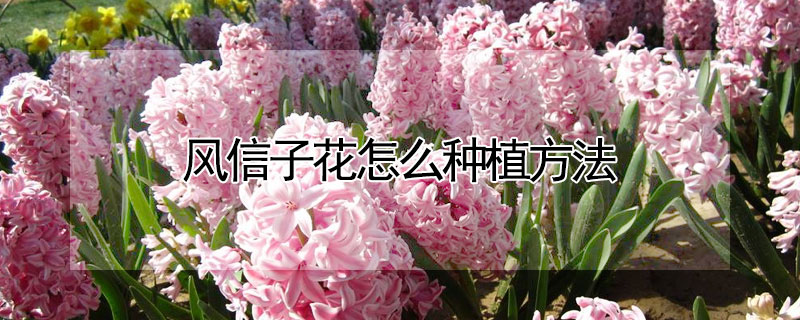 風信子花怎麼種植方法