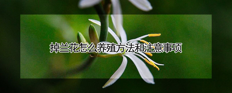 掉蘭花怎麼養殖方法和注意事項