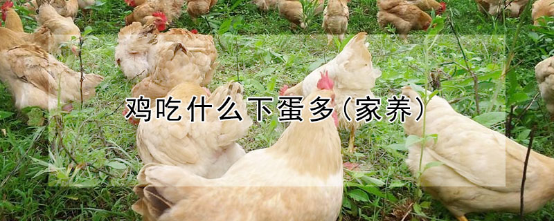 雞吃什麼下蛋多(家養)