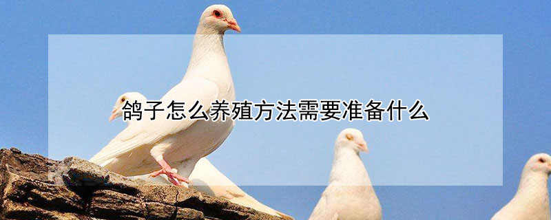 鴿子怎麼養殖方法需要準備什麼