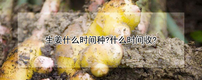 生薑什麼時間種?什麼時間收?