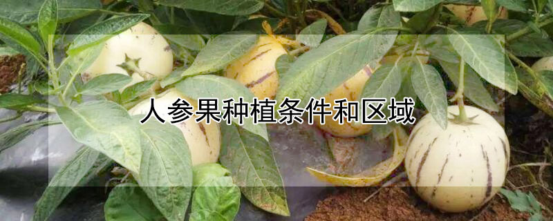 人參果種植條件和區域