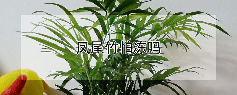 鳳尾竹怕凍嗎