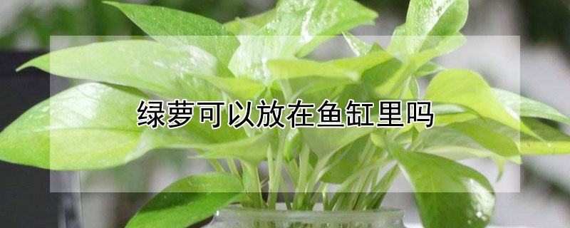 綠蘿可以放在魚缸裏嗎