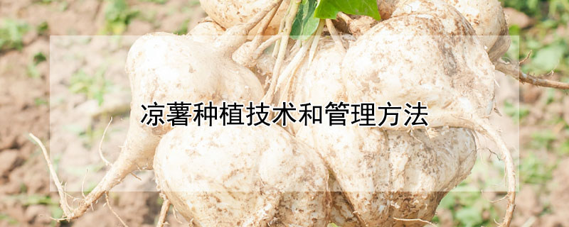 涼薯種植技術和管理方法