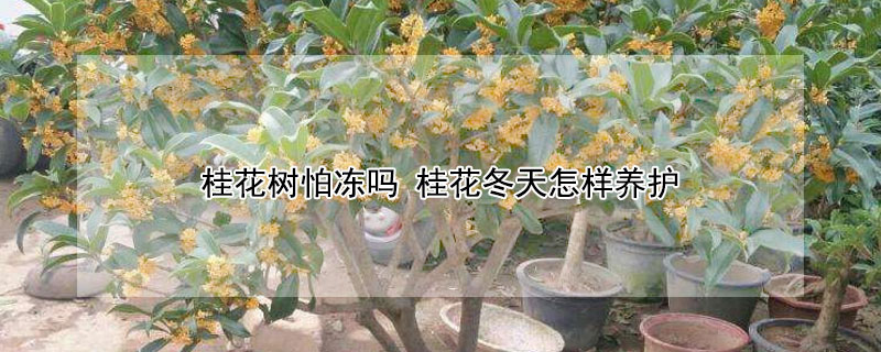 桂花樹怕凍嗎 桂花冬天怎樣養護