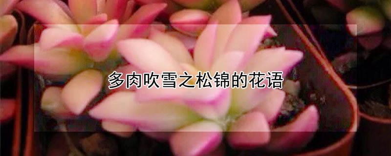 多肉吹雪之鬆錦的花語