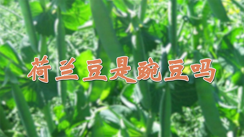 荷蘭豆是豌豆嗎