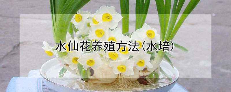 水仙花養殖方法(水培)