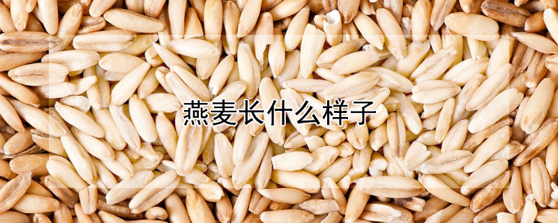 燕麥長什麼樣子