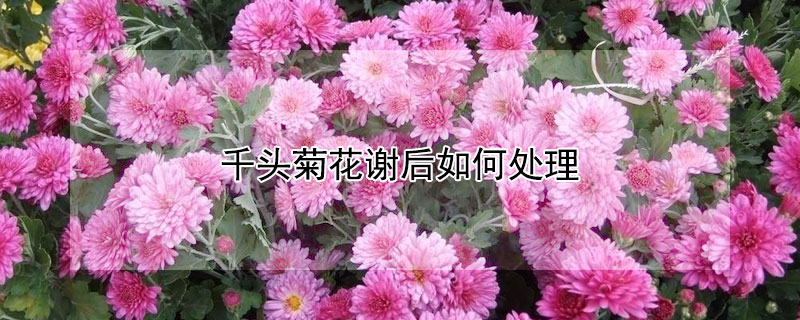 千頭菊花謝後如何處理