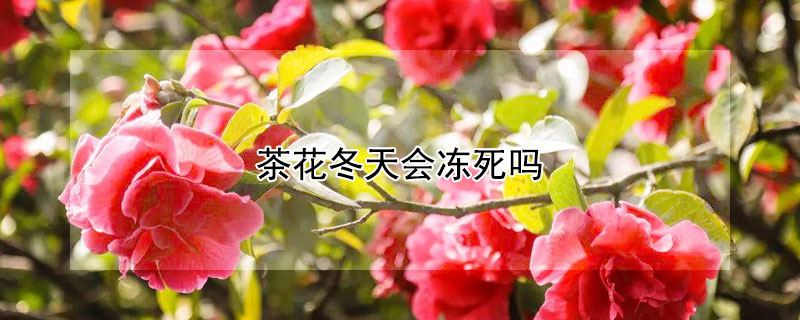 茶花冬天會凍死嗎