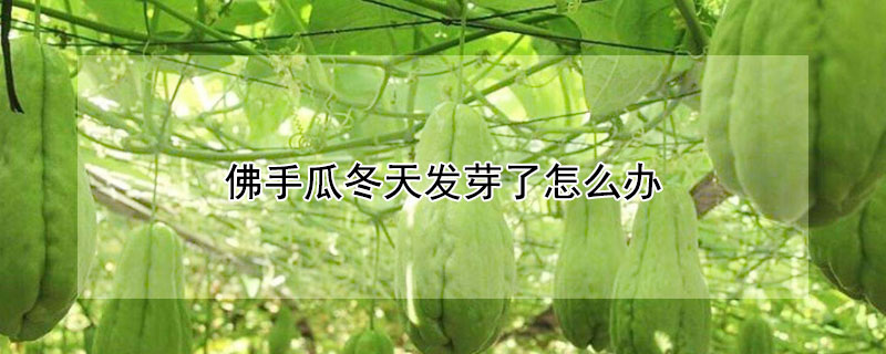 佛手瓜冬天發芽了怎麼辦