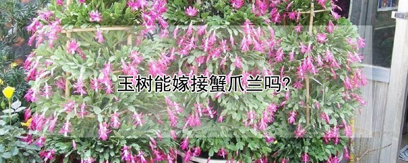 玉樹能嫁接蟹爪蘭嗎?