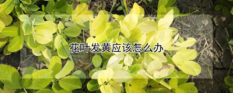 花葉發黃應該怎麼辦