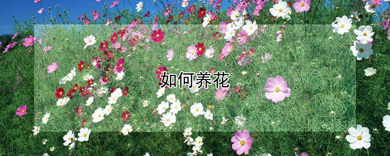 如何養花