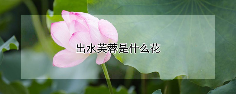 出水芙蓉是什麼花