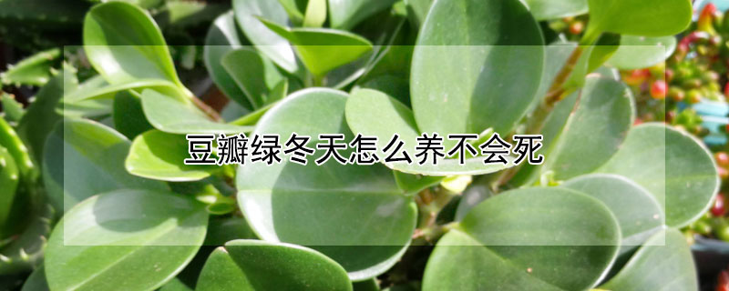 豆瓣綠冬天怎麼養不會死