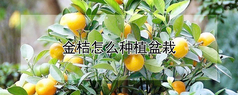 金桔怎麼種植盆栽