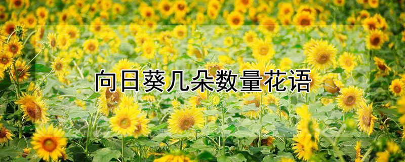 向日葵幾朵數量花語