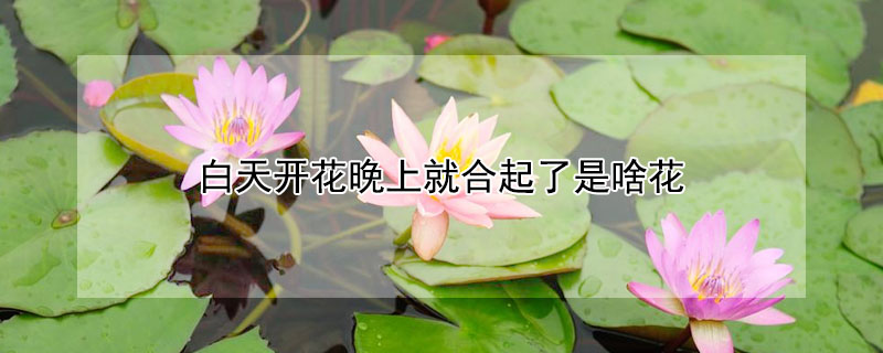 白天開花晚上就合起了是啥花