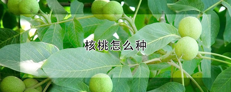 核桃怎麼種