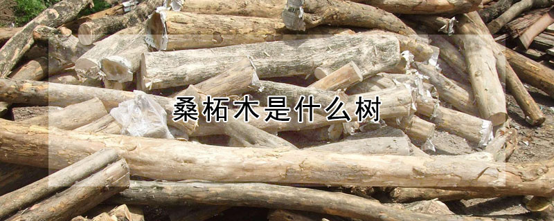 桑柘木是什麼樹