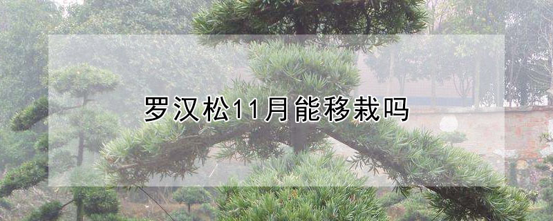 羅漢鬆11月能移栽嗎