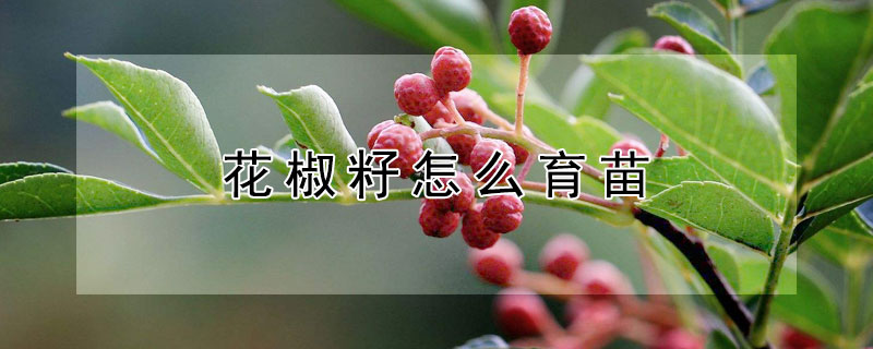 花椒籽怎麼育苗