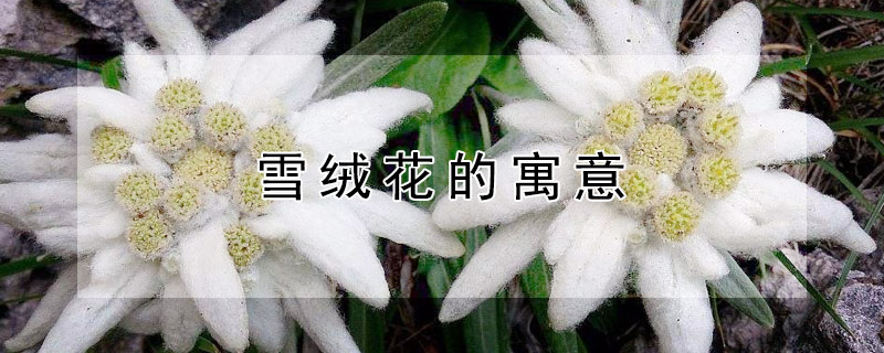 雪絨花的寓意