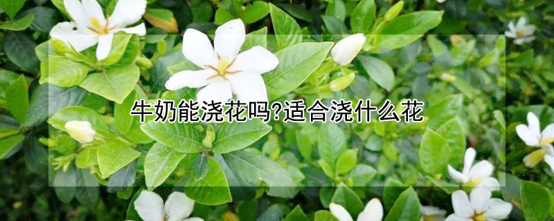 牛奶能澆花嗎?適合澆什麼花