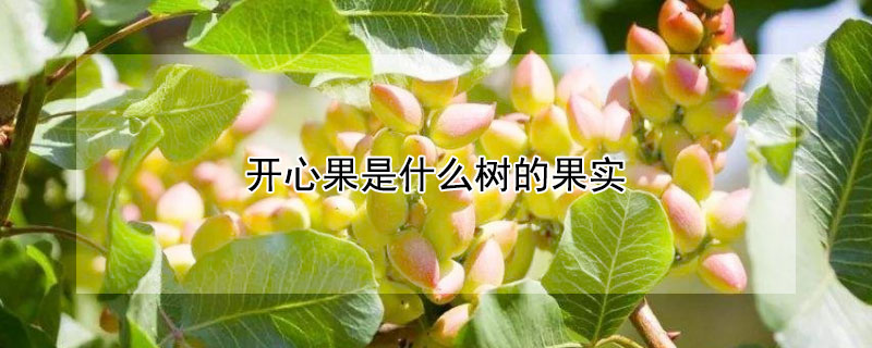 開心果是什麼樹的果實