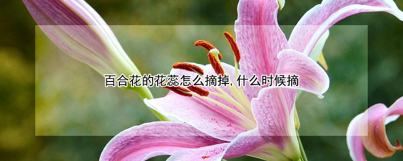 百合花的花蕊怎麼摘掉,什麼時候摘