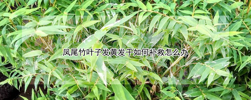 鳳尾竹葉子發黃發幹如何補救怎麼辦