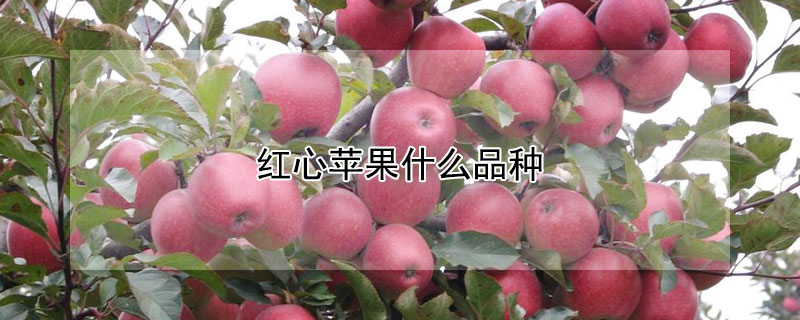 紅心蘋果什麼品種