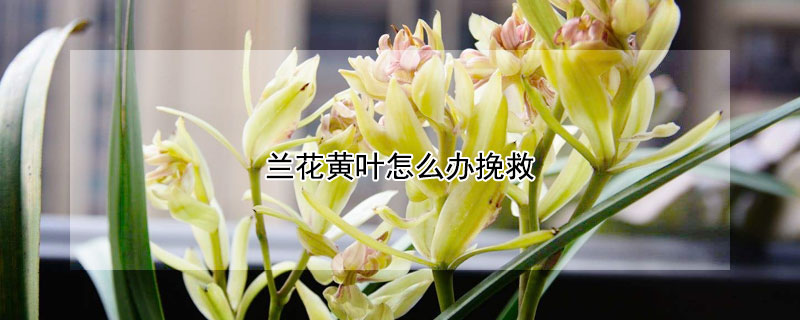 蘭花黃葉怎麼辦挽救