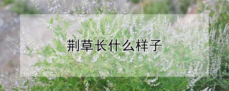 荊草長什麼樣子