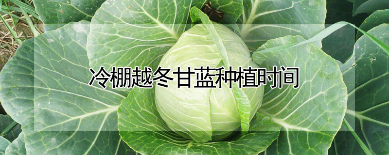 冷棚越冬甘藍種植時間